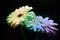 Fresh rainbow gerbera flowers on black