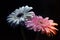 Fresh rainbow gerbera flowers on black