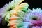 Fresh rainbow gerbera flowers on black