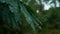 Fresh raindrops on fern leaves in the woods after the rain