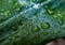 Fresh raindrops isolated on green leaf in garden