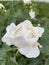 Fresh raindrops on an opening white rosebud in the garden.