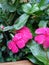 Fresh Rains on pink flowers