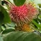 Fresh Rambutan fruit