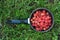 Fresh raspberies in a saucepan