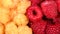 Fresh raspberries background: Close up of two types Raspberry fruit, Golden Yellow Raspberry and Red Raspberries