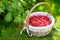 Fresh raspberries in the cute basket under raspberry bush