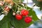 Fresh raspberries hang on a branch. Red berries