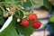 Fresh raspberries hang on a branch. Red berries