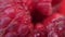 Fresh raspberries shot in ultra closeup with large depth of field