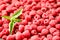 Fresh raspberry and basil background closeup photo.Top view..Detox diet food and raw vegan concept.Organic.