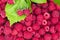 Fresh raspberry berries with green leaves. Crimson background