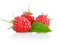 Fresh raspberry fruits with green leaves