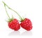 Fresh raspberry fruits with green leaves