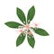 Fresh Rauvolfia Serpentina Blossoms on White Background