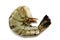 fresh raw black tiger prawn without head ready to grill or cook, close up, isolated