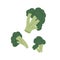 Fresh raw broccoli stalks. Green food plant. Healthy vegetable composition. Colored flat vector illustration of natural