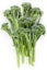 Fresh raw broccolini or baby broccoli on white background. Top view. Close-up