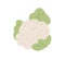 Fresh raw cauliflower with leaf. Healthy food plant. Icon of vegetable with leaves. Colored flat vector illustration of