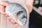 Fresh raw Dorado fish in female hands in kitchen before preparing dinner. Selective focus