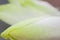 Fresh raw  endive chicory macro