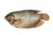 Fresh raw fish or Giant Gourami Osphronemus goramy
