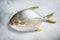 Fresh raw fish pompano on kitchen table. White background. Top view