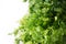 Fresh raw green cilantro. Farm seasonal spanish verdure, fruits and vegetables. Potherb