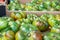 Fresh raw green tomatoes sold on outdoor market. Farm seasonal spanish fruits and vegetables