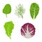 Fresh, raw leaves of salad in cartoon style set. Dill, lettuce, Romain, spinach and radicchio isolated on white background.