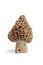 Fresh raw Morel mushroom