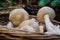 Fresh raw mushrooms from the garden in a wicker basket made from vines in the fresh air after harvesting fresh harvest in summer