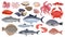 Fresh raw ocean and sea fish, tuna, salmon and herring. Cartoon seafood, shrimp, mussels, scallops, oysters and caviar