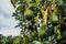 Fresh raw organic green Hass Avocado on a farm tree in Mpumalanga South Africa