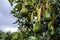 Fresh raw organic green Hass Avocado on a farm tree in Mpumalanga South Africa