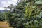 Fresh raw organic green Hass Avocado on a farm tree in Mpumalanga South Africa