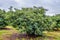 Fresh raw organic green Hass Avocado on a farm tree in Mpumalanga South Africa