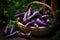 Fresh raw purple eggplant in a wicker basket