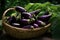 Fresh raw purple eggplant in a wicker basket