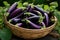 Fresh raw purple eggplant in a wicker basket