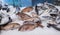 Fresh raw red Porgy or Pagrus pagrus and European bass or Dicentrarchus labrax fishes on ice on the counter at the fish market in