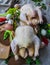 Fresh ,raw,rustic organic chickens prepared for baking in the oven