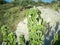 Fresh raw sage in mountain. Wild Sage herb grows on the field. Greek Herbs