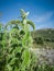 Fresh raw sage in mountain. Wild Sage herb grows on the field. Greek Herbs