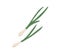 Fresh raw scallions composition. Green spring onions. Healthy natural spicy food. Flat vector illustration of organic