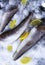 Fresh raw sea fish and lemon slices on ice surface.