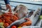 Fresh raw seafood presentation on cart at seaside restaurant with a man hand including fishes, prawn, shell, etc. on blurred ocean