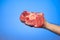 Fresh raw slice of red beef shank held in hand by Caucasian male hand isolated on blue background studio shot