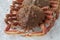 Fresh raw spider crabs on ice