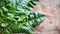 Fresh raw swiss rainbow chard leaves on wooden background. Top view